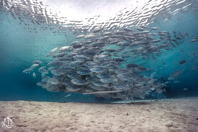 (2 Dives) Discover Scuba Diving Kota Kinabalu - Kota Kinabalu is a smart place to start scuba