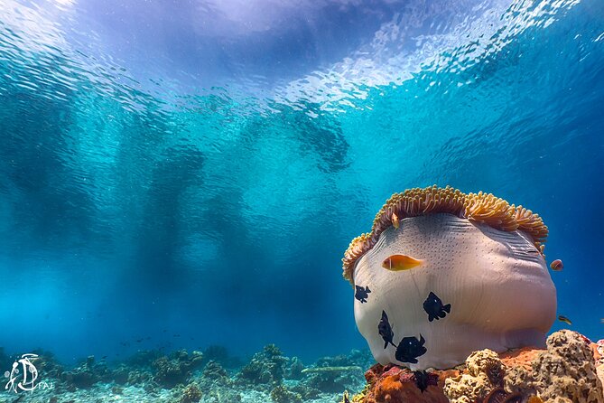 (2 Dives) Discover Scuba Diving Kota Kinabalu - What makes the instruction strong for first-timers