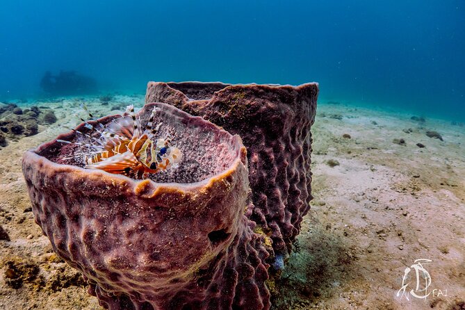 (2 Dives) Discover Scuba Diving Kota Kinabalu - Marine park context: why these specific stops matter