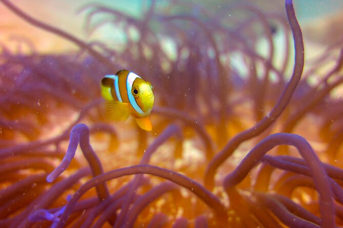 (2 Dives) Discover Scuba Diving Kota Kinabalu - Gear, permits, and what is included in the price
