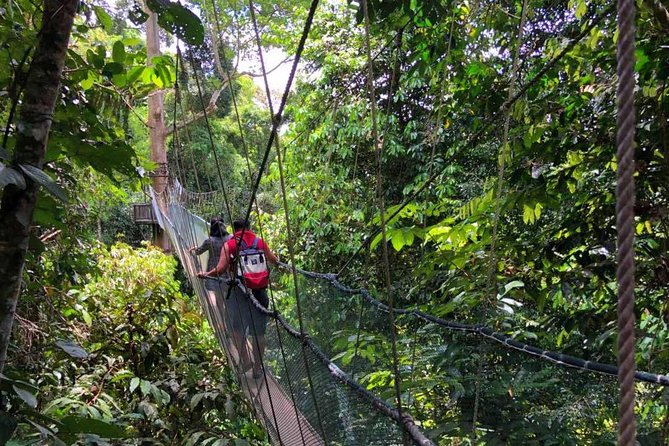2d1n Kinabalu Park & Poring Canopy Walk & Desa Cow Farm Tour - Kinabalu canopy treetop walk, 60 meters up in an ancient rainforest
