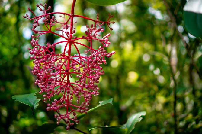 2d1n Kinabalu Park & Poring Canopy Walk & Desa Cow Farm Tour - Kinabalu National Park and the botanical garden at 1,500m