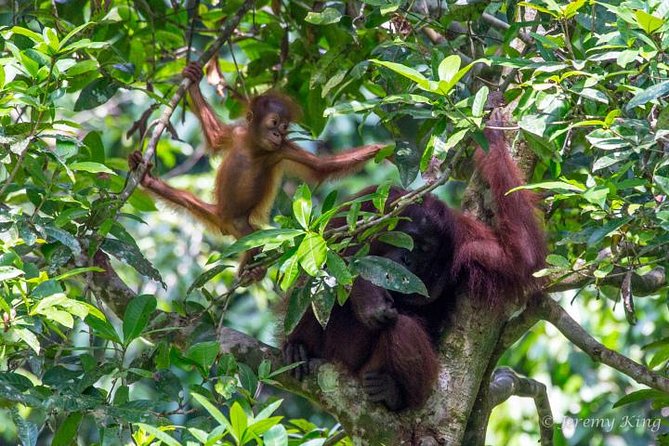 2D1N Sandakan Private Tour with Kinabatangan River Cruise - Key highlights to know before you go
