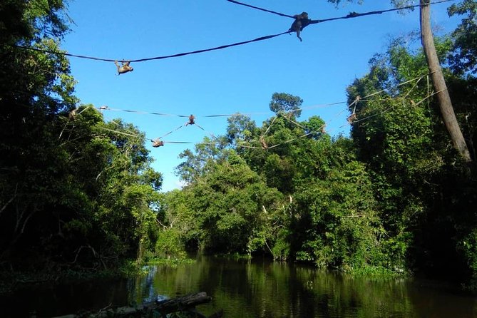 2D1N Sandakan Private Tour with Kinabatangan River Cruise - A practical preview of this 2-day Sandakan nature trip