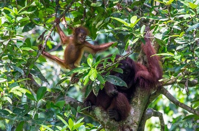 2D1N Sandakan Private Tour with Kinabatangan River Cruise - Price and value: is $290 per person a smart deal?