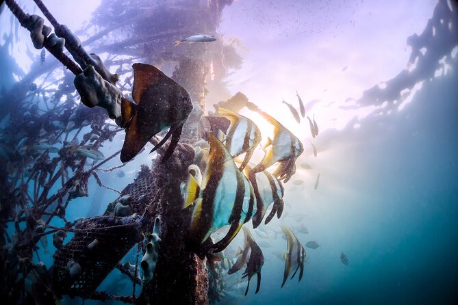 (3 Days) PADI Open Water Diver Course Kota Kinabalu - Kota Kinabalu Is a Smart Setting for Your PADI Open Water Course
