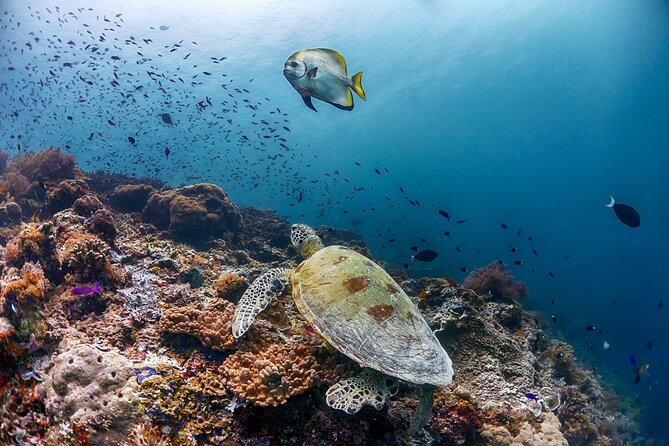 (3 Days) PADI Open Water Diver Course Kota Kinabalu - Instructor Style, Group Size, and Why That Feels Different