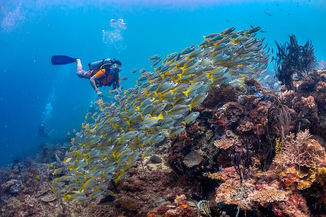 (3 Days) PADI Open Water Diver Course Kota Kinabalu - Day 1: Theory From 10:00 to 3:45 in the Training Room
