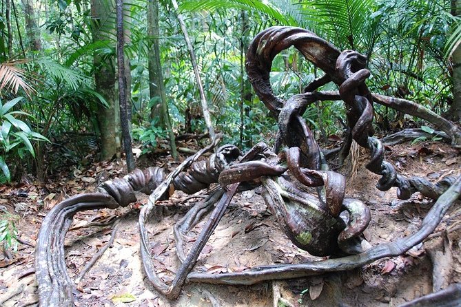 4-Day Jungle Experience in Taman Negara from Kuala Lumpur - Day 4, returning to Kuala Lumpur with a final river crossing