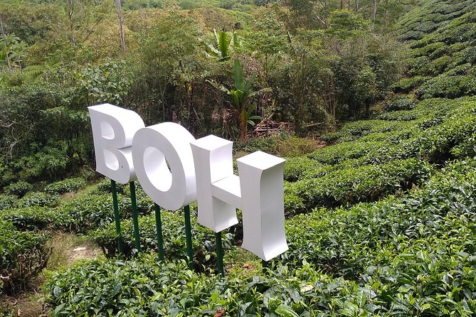 Amazing Cameron Highland Day Tour From Kuala Lumpur - BOH Tea Estate: The View Platform and Tea Time