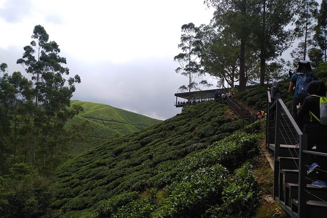 Amazing Cameron Highland Day Tour From Kuala Lumpur - What You’re Paying For: $79 Value and the Extra Costs to Expect