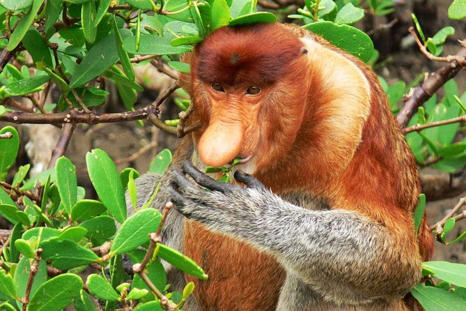 Bako National Park - Pickup, group discounts, and how the logistics affect your comfort