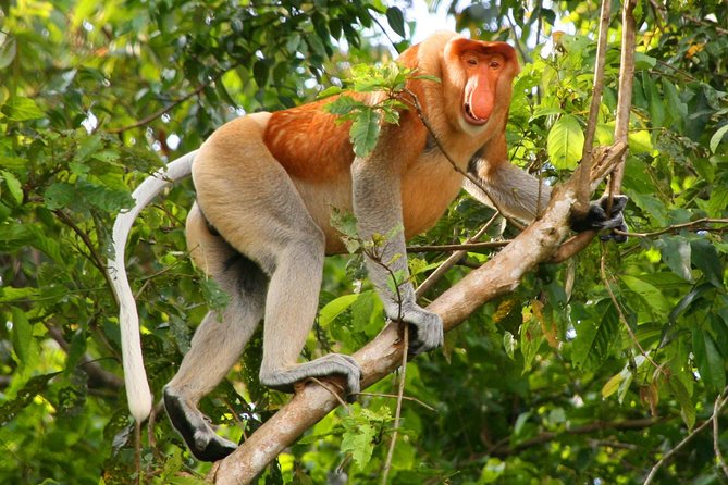 Bako National Park from Kuching City - Jungle walk through seven ecosystems: what “Bako” actually feels like