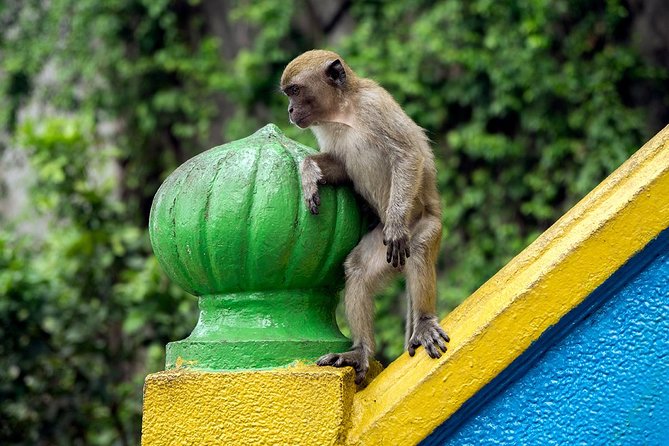 Batu Caves and Watching Fireflies in Kuala Selangor - Batu Caves: 45 minutes to see the UNESCO icon, plus monkey reality