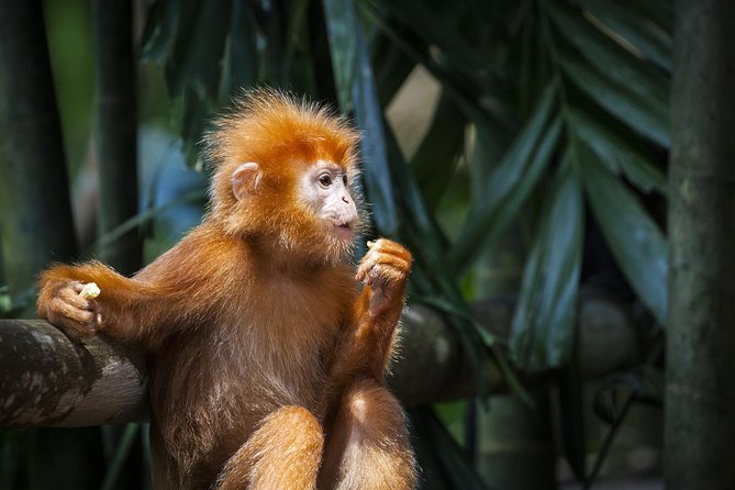 Batu Caves & Firefly Cruise from Kuala Lumpur with Seafood Dinner - Logistics that matter: timing, tickets, and what to pack