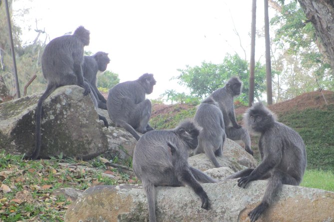 Batu Caves,Hot Spring, Monkey & Fireflies Tour with Dinner - Weather, timing, and what to pack for a smooth day