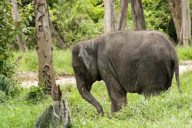 Batu Caves & Kuala Gandah Elephant Sanctuary Full-Day Tour - Key Things I’d Watch for Before Booking