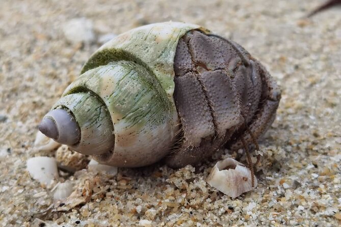 Beachlife & Tidepool Discovery at Desaru Coast Johor |JungleWalla - Getting to Desaru Coast with JungleWalla, easy ride, short day