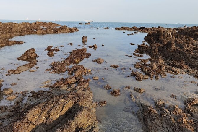 Beachlife & Tidepool Discovery at Desaru Coast Johor |JungleWalla - Prep checklist: mud, mosquitoes, and weather that decides everything
