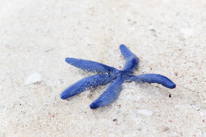 Beachlife & Tidepool Discovery at Desaru Coast Johor |JungleWalla - What your tidepool beach walk actually includes