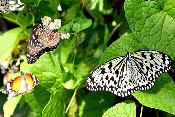 Bird Park & Butterfly Farm Nature Include All Entrance Tour From Kuala Lumpur - Key takeaways before you go