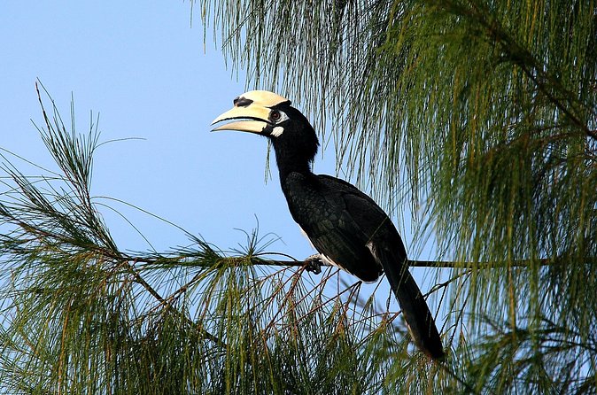 Birdwatching: Desaru's Winged Gems - The timing puzzle: a 4:30 pm birdwalk, plus what to expect