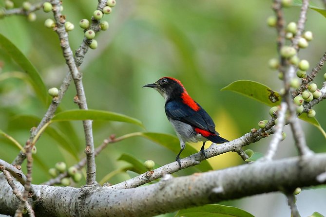 Birdwatching Tour in Langkawi - Quick highlights for Langkawi birders