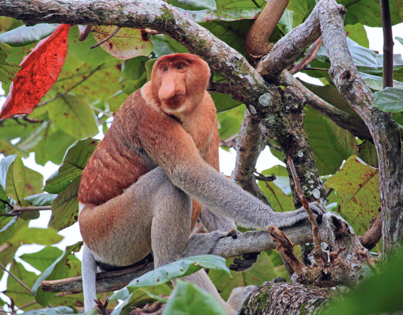 Bongawan River Cruise: Proboscis Monkey & Fireflies Mangrove - Tea time and dinner, so you do not end the day hungry