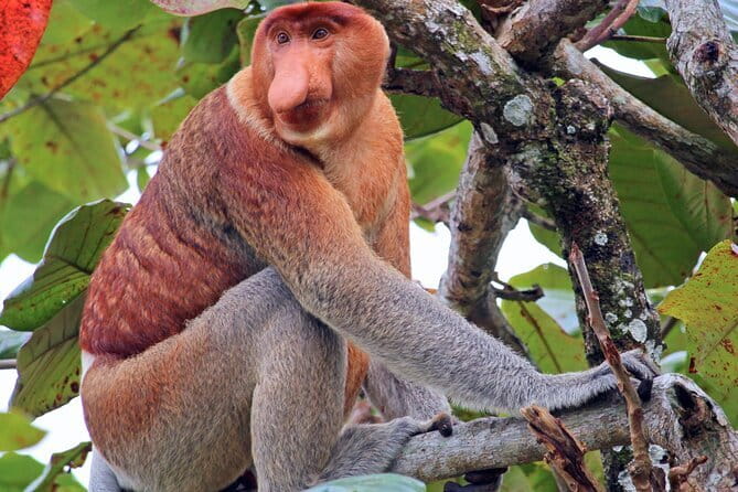 Bongawan River Cruise Proboscis Monkey, SkyMirror, Fireflies - Key things that make this tour worth your time