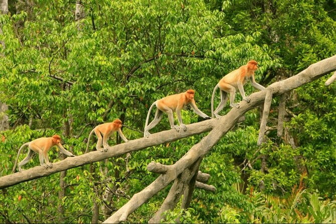 Bongawan River Cruise Proboscis Monkey, SkyMirror, Fireflies - Dinner with the local community: more than just fuel