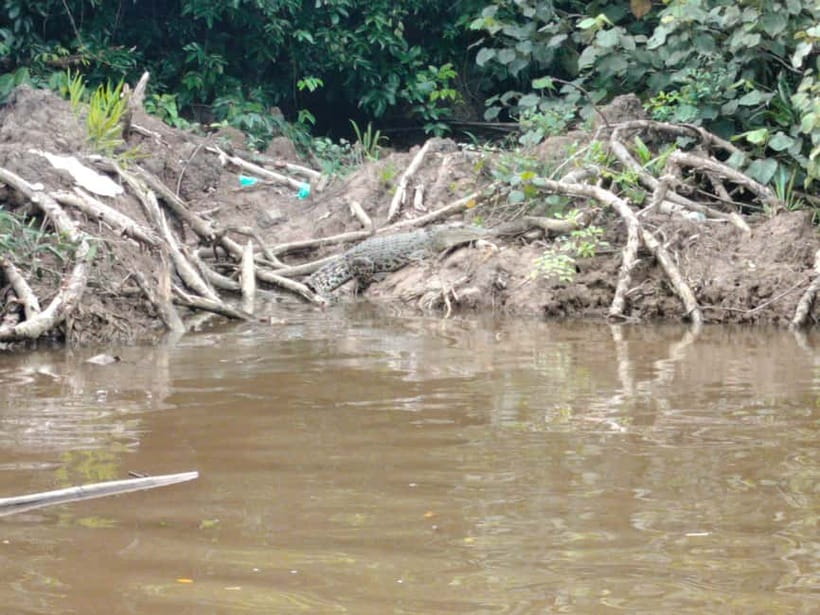 Bongawan Wetland: Proboscis Monkey and Fireflies Shared Tour - Kota Kinabalu pickup, mosque stop, and the road reality
