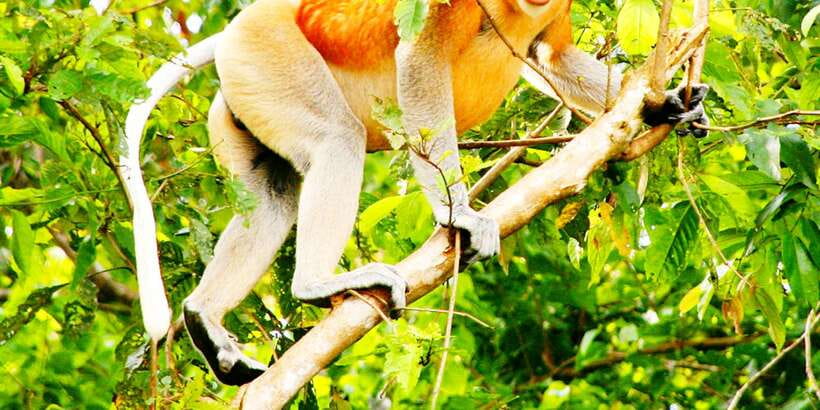 Bongawan Wetland: Proboscis Monkey and Fireflies Shared Tour - What to bring for a wetland day that turns into night