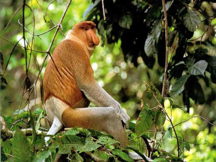 Bongawan Wetland: Proboscis Monkey and Fireflies Shared Tour - Price and what $65 actually covers