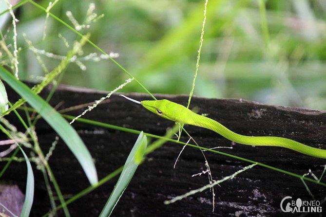 Borneo Kinabatangan River Cruise Day Trip - Key Things That Make This Trip Worth a Look