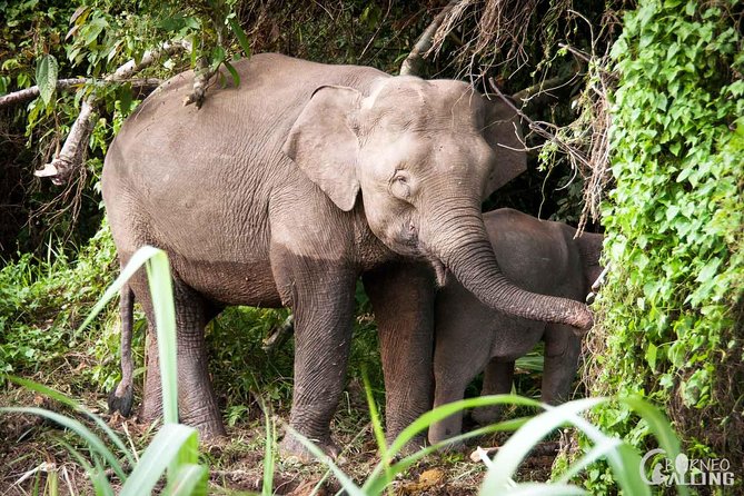 Borneo Kinabatangan River Cruise Day Trip - Getting From Sandakan to the River, and What the Drive Really Means