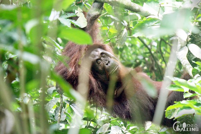 Borneo Kinabatangan River Cruise Day Trip - Price and Value: Is $90 a Good Deal for This 10 Hour Day?