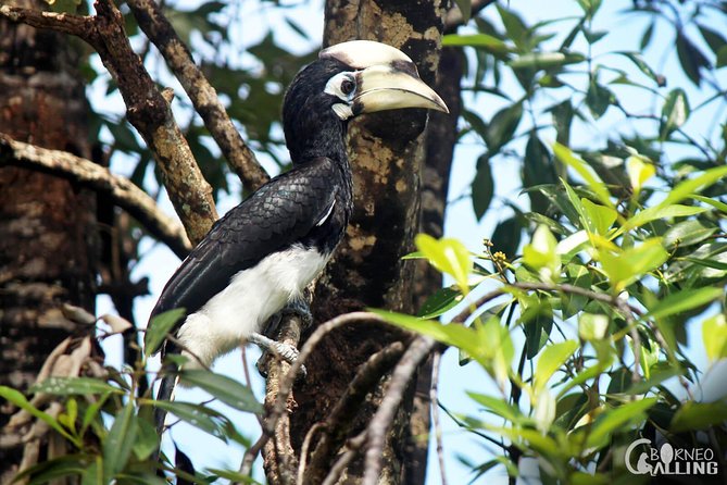 Borneo Kinabatangan River Cruise Day Trip - Practical Tips That Make the Day Easier