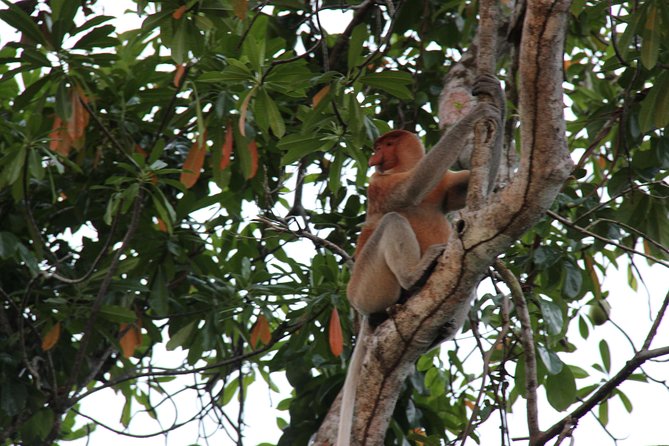 Borneo (Klias) River Cruise & Fireflies Tour - Klias River Cruise and Fireflies: Quick Highlights