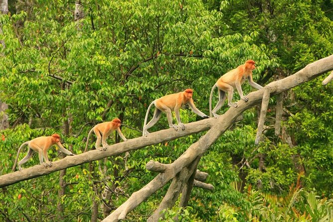 Borneo (Klias) River Cruise & Fireflies Tour - Hotel Pickup, Basecamp Timing, and the Long Van Ride Reality