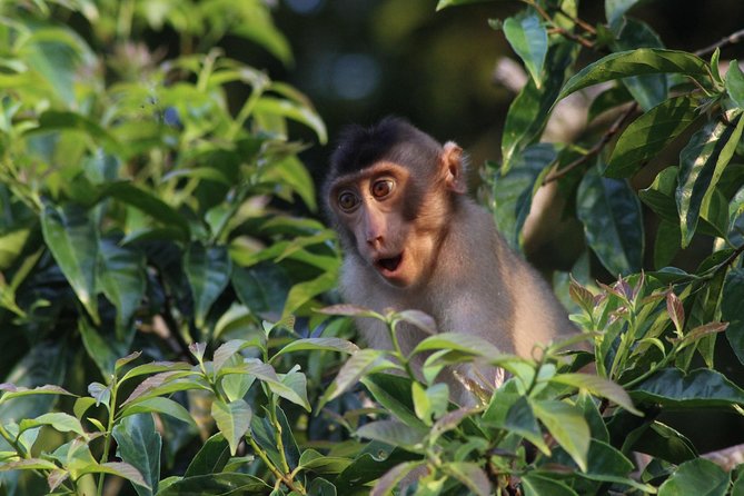 Borneo Wildlife Tour 2 Days 1 Night At Tanjung Bulat Jungle Camp Kinabatangan - Key things that make this tour worth considering