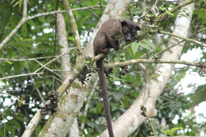 Borneo Wildlife Tour 2 Days 1 Night At Tanjung Bulat Jungle Camp Kinabatangan - Tanjung Bulat Jungle Camp, and what basic really means