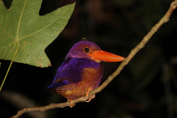 Borneo Wildlife Tour 2 Days 1 Night At Tanjung Bulat Jungle Camp Kinabatangan - Night wildlife watching: why 8pm to 9pm is not a throwaway slot