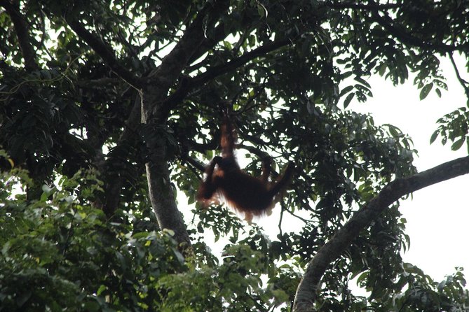 Borneo Wildlife Tour 3 Days 2 Nights At Tanjung Bulat Jungle Camp Kinabatangan - Key Points That Make This Tour Worth Your Time