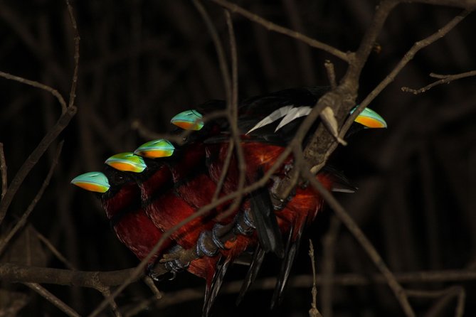 Borneo Wildlife Tour 3 Days 2 Nights At Tanjung Bulat Jungle Camp Kinabatangan - Tanjung Bulat Jungle Camp: Why This Part of Sabah Feels Wild