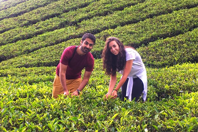Cameron Highland Best Day Tour from Ipoh with Lunch ( Day Trip) - Price and value: what $120 covers, and what you may pay extra