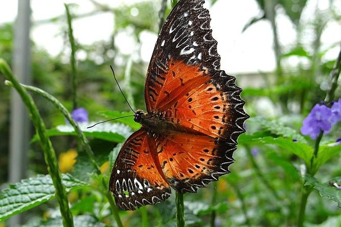 Cameron Highland Day Tour from Kuala Lumpur - BOH tea plantation and tea factory: from leaves to your cup