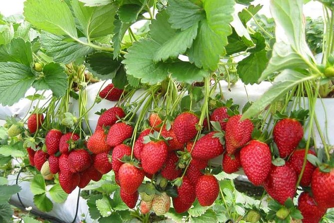 Cameron Highland Day Tour From Kuala Lumpur With Lunch Local food - A private Cameron Highlands escape from Kuala Lumpur