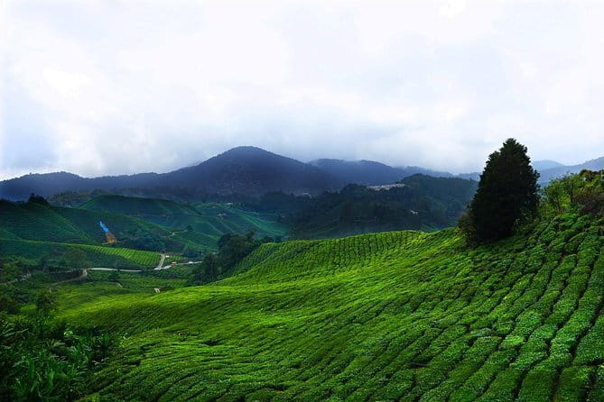Cameron Highland Day-Trip from Kuala Lumpur - Key highlights at a glance