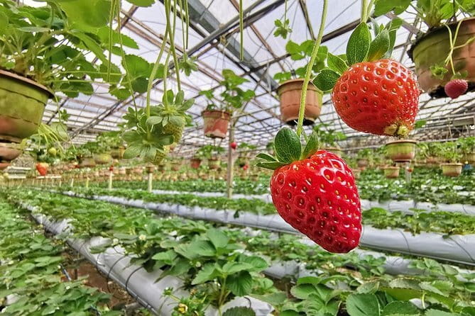 Cameron Highland Day-Trip from Kuala Lumpur - Why This Cameron Highlands Day Trip Feels Worth It
