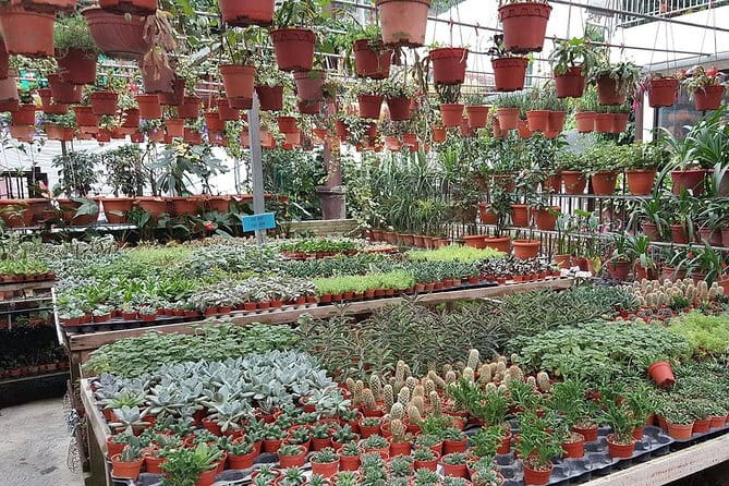 Cameron Highland Day-Trip from Kuala Lumpur - Big Red Strawberry Farm: Picking, Views, and That Strawberry-Sweet Payoff